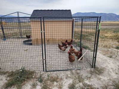 Chicken for sale