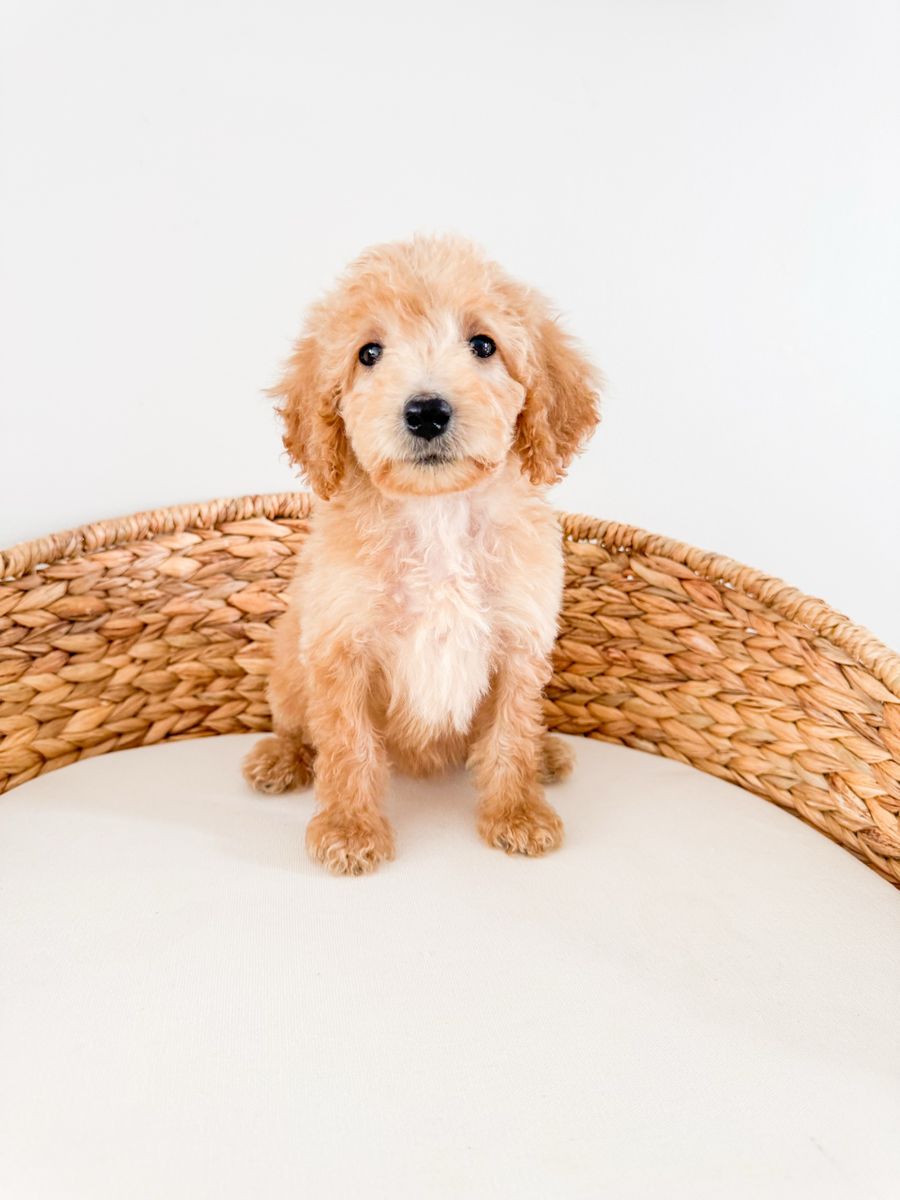 Arlene - 12-15lb F1b Female Mini Goldendoodle, Golden Doodle, ESA/Therapy Potential, Beginning Training, Ready Now