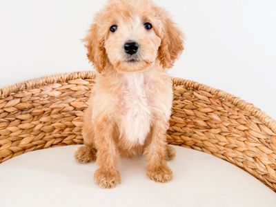 Arlene - 12-15lb F1b Female Mini Goldendoodle, Golden Doodle, ESA/Therapy Potential, Beginning Training, Ready Now