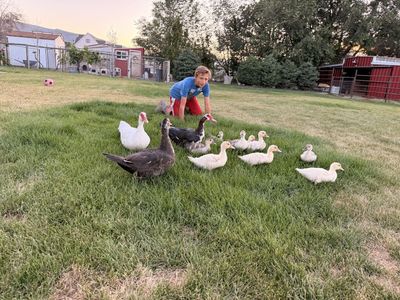 Muscovy Ducks