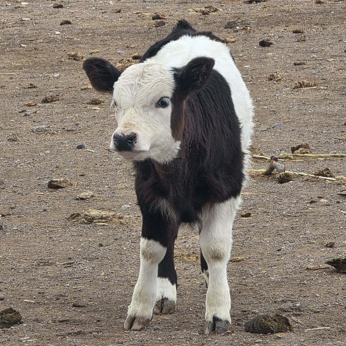 miniature bull calf