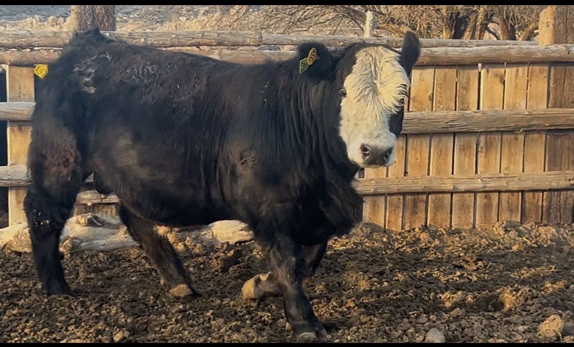 Yearling SimAngus Bull