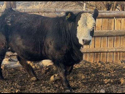 Yearling SimAngus Bull