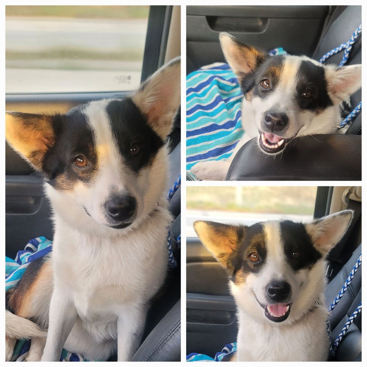 ADOPTABLE ALERT: JAYDA