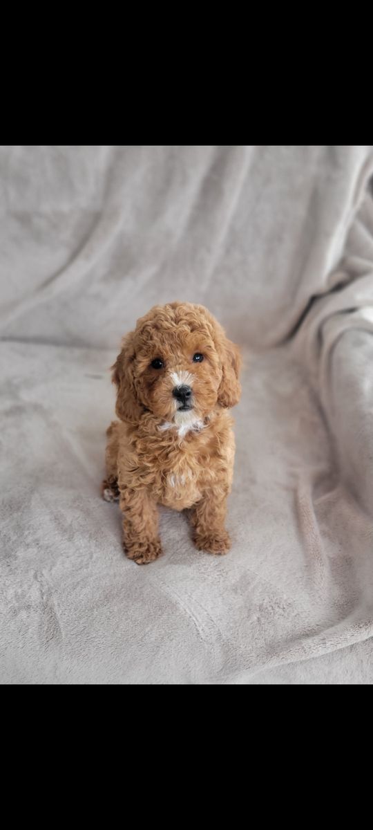 Female Cavapoo