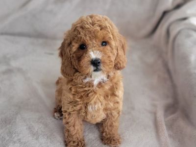 Female Cavapoo