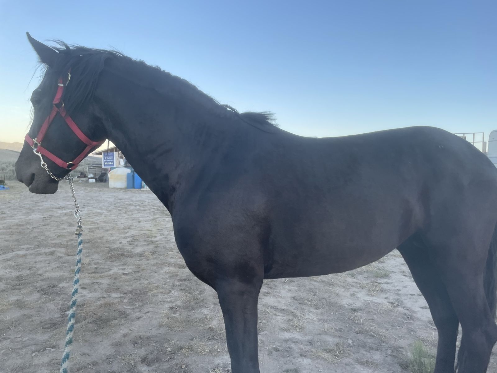 Horses