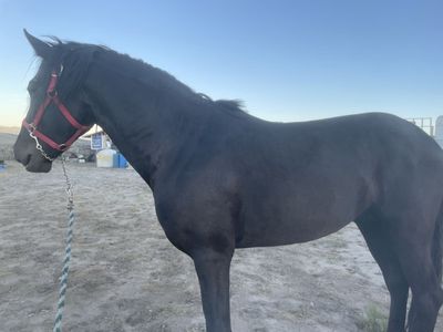 Horses