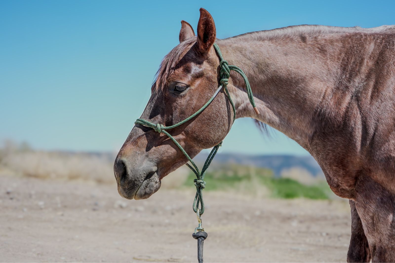 Metalic Cat Granddaughter Non Pro Cowhorse