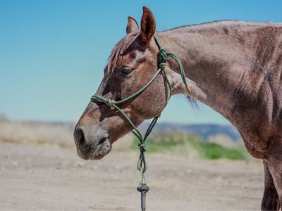 Metalic Cat Granddaughter Non Pro Cowhorse