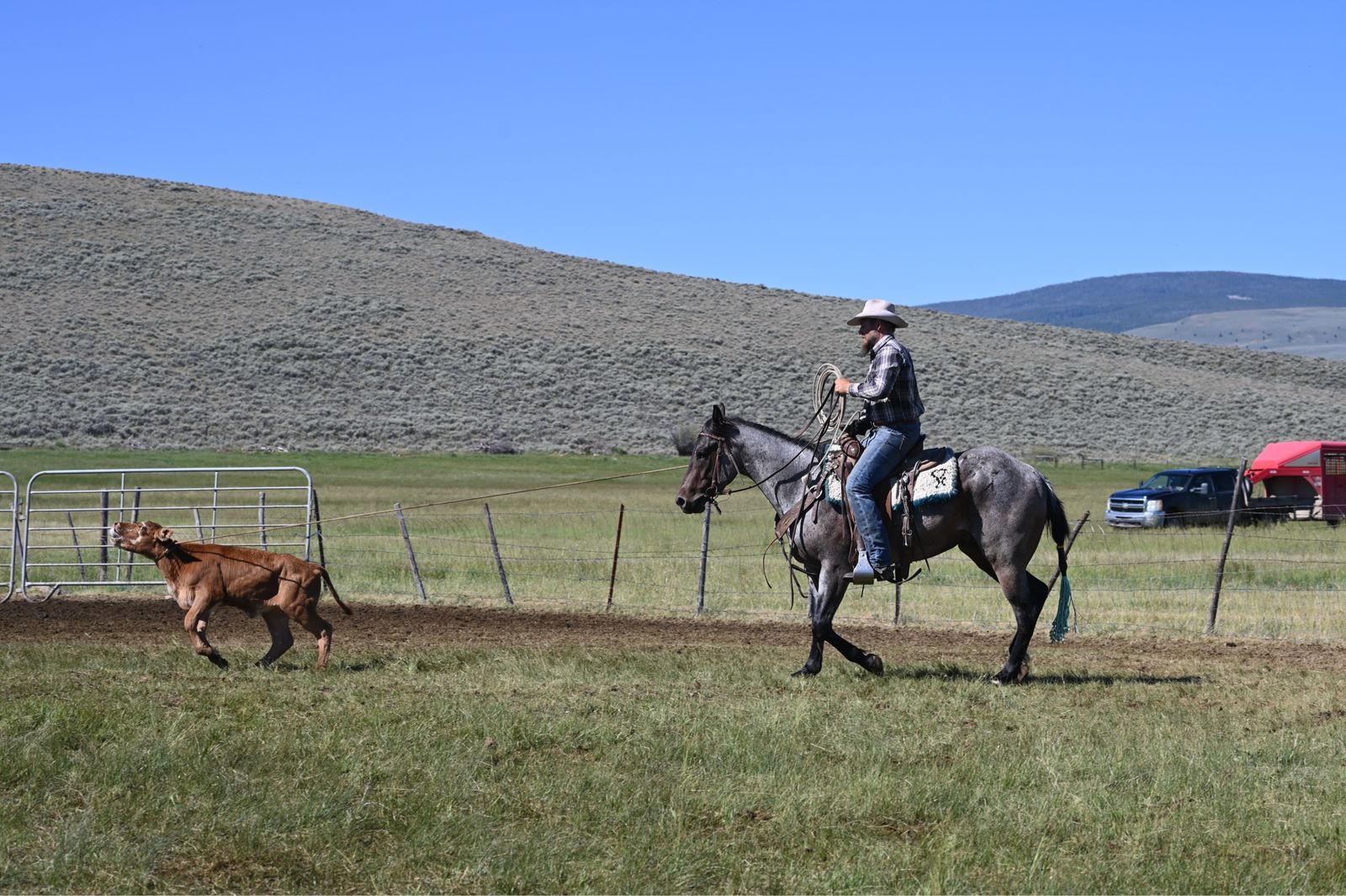 2023 AQHA Brown Roan Gelding.