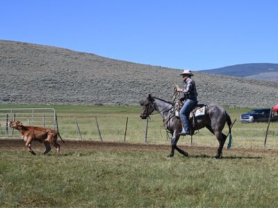 2023 AQHA Brown Roan Gelding.