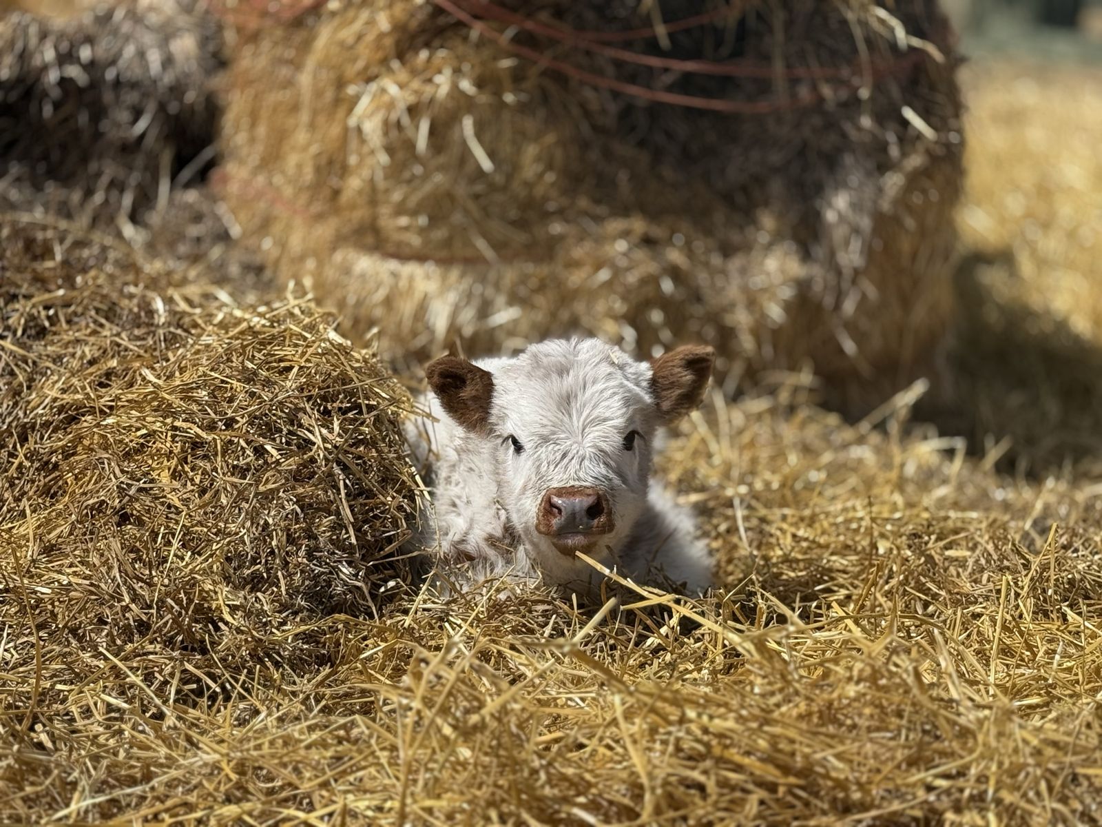 Highpark bull calf