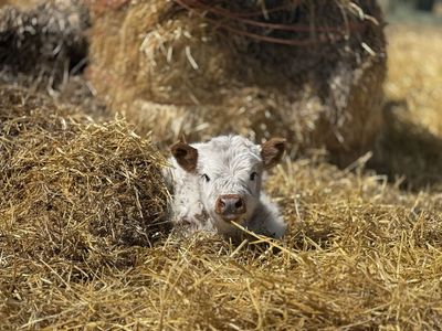Highpark bull calf