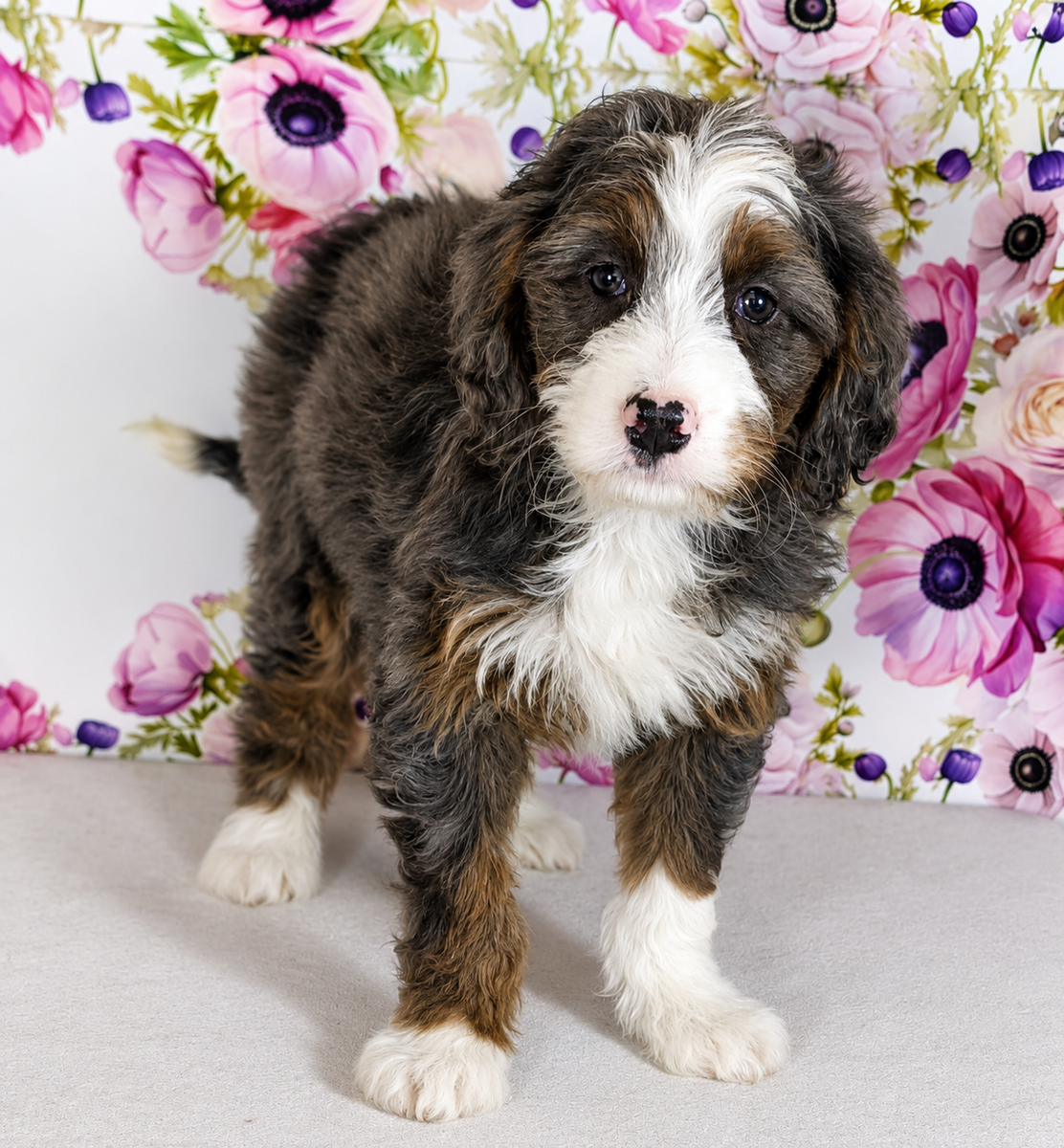 Girl Allie - Mini Bernedoodle - $2000