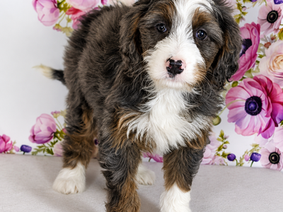 Girl Allie - Mini Bernedoodle - $2000