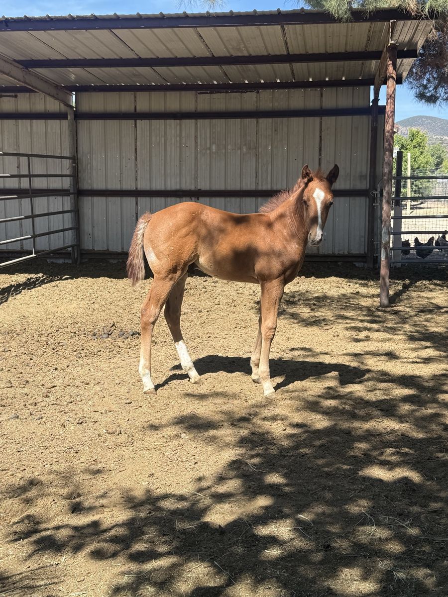 2026 AQHA Red Roan Stud Colt