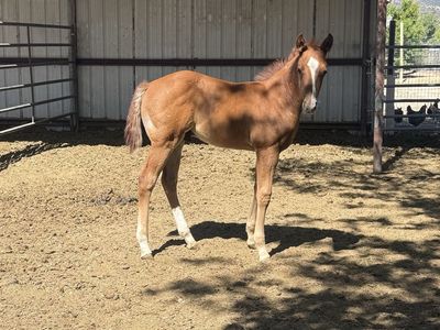 2026 AQHA Red Roan Stud Colt