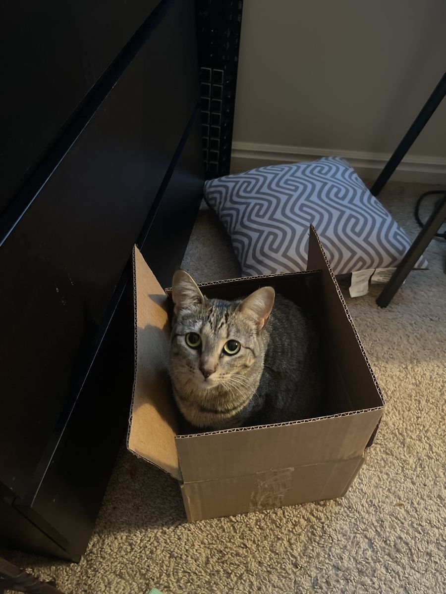 Lost cat