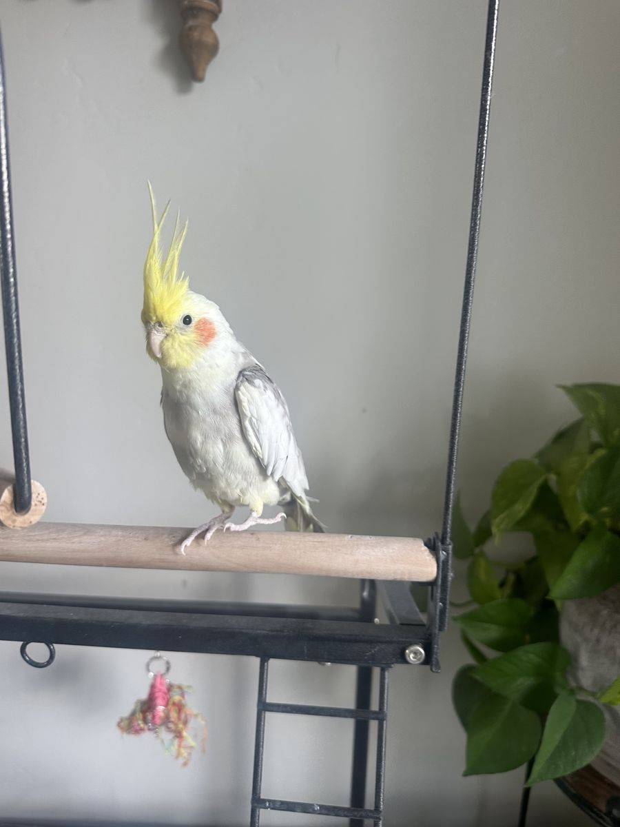 Cockatiel with cage, rolling stand, play perch and food