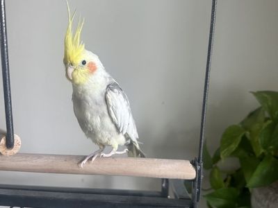 Cockatiel with cage, rolling stand, play perch and food