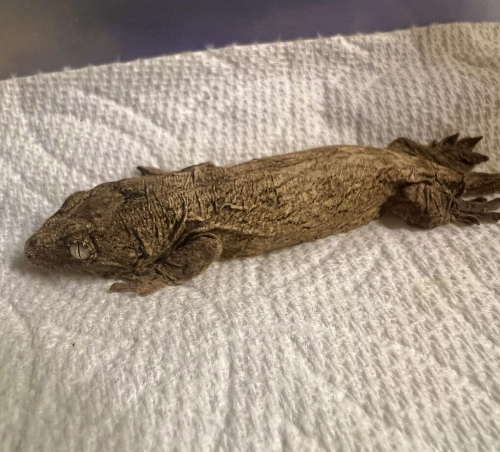 Leachianus Leachie New Caledonian Giant Gecko