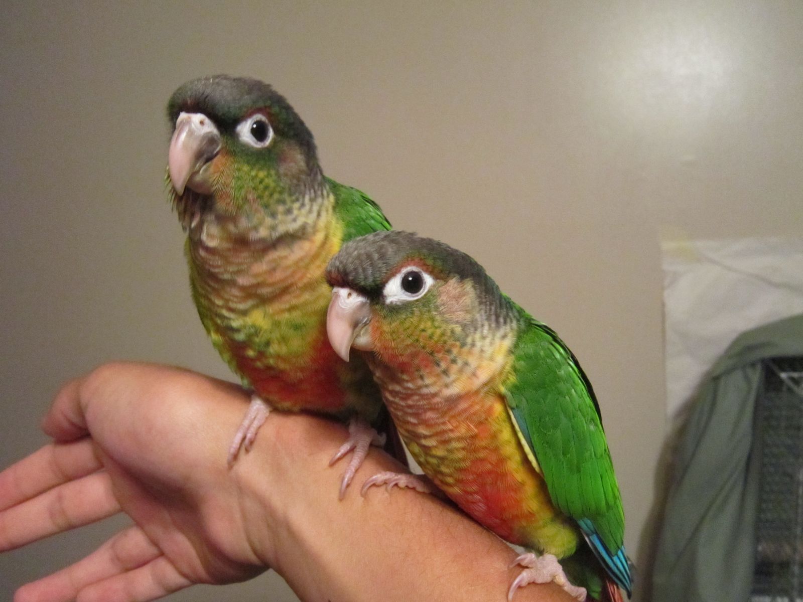 Hand-Tame Baby Green Cheek Conures
