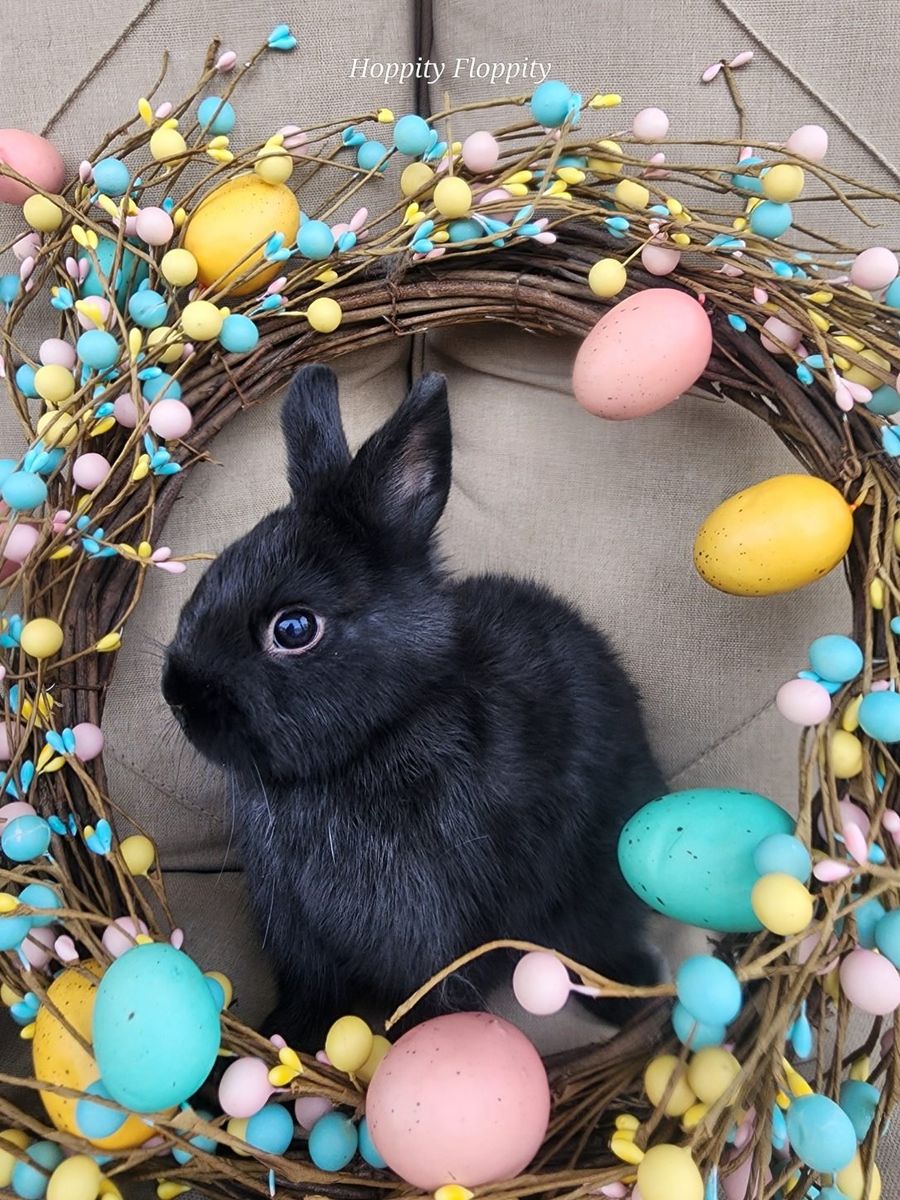 Black VM Netherland Dwarf Doe