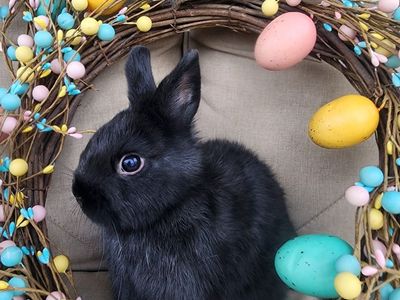 Black VM Netherland Dwarf Doe