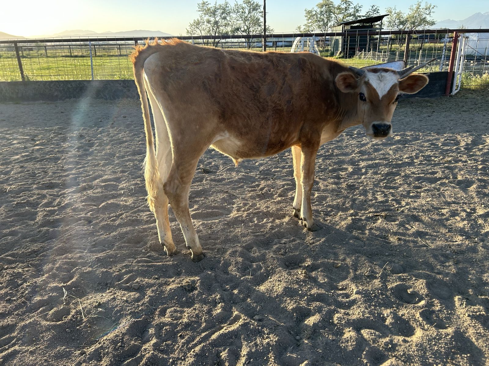 Year old Dairy Cross