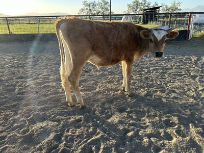 Year old Dairy Cross