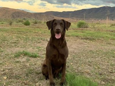 AKC Labrador Retriever