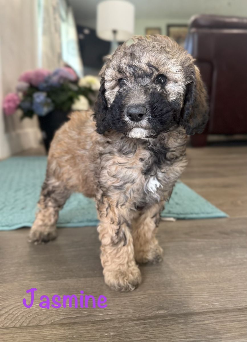 AKC mini poodle puppies!