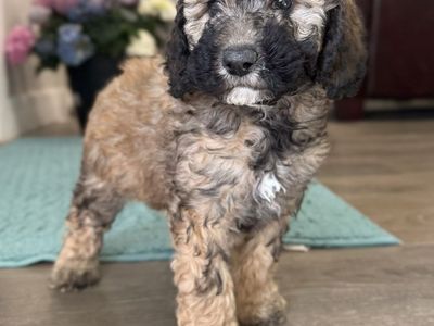 AKC mini poodle puppies!