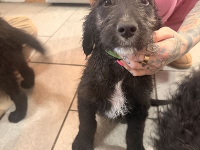 Golden retriever/ sheepadoodle puppies