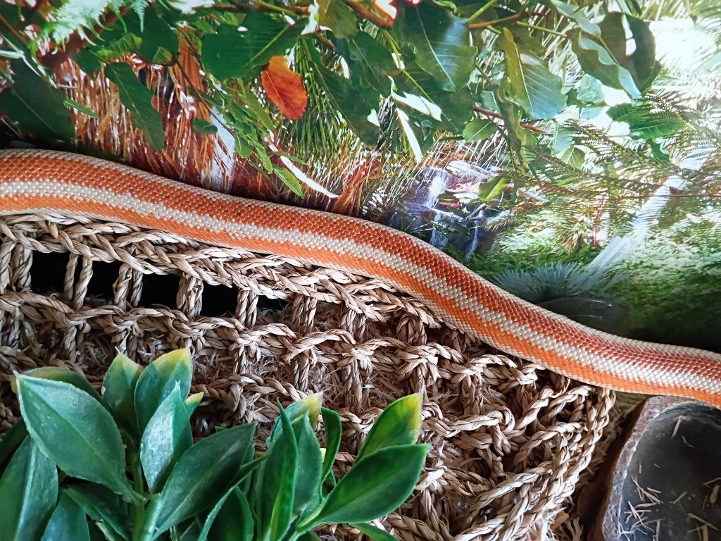 Rosy Boa Female +terrarium and supplies