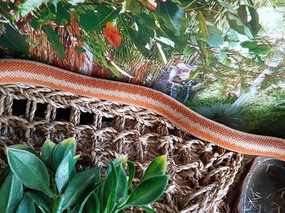 Rosy Boa Female +terrarium and supplies