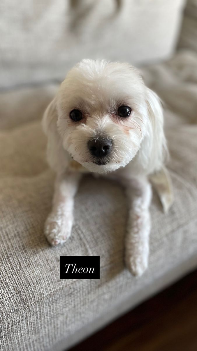 Two Sweet Maltese Dogs Looking for Loving Homes