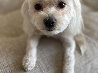 Two Sweet Maltese Dogs Looking for Loving Homes