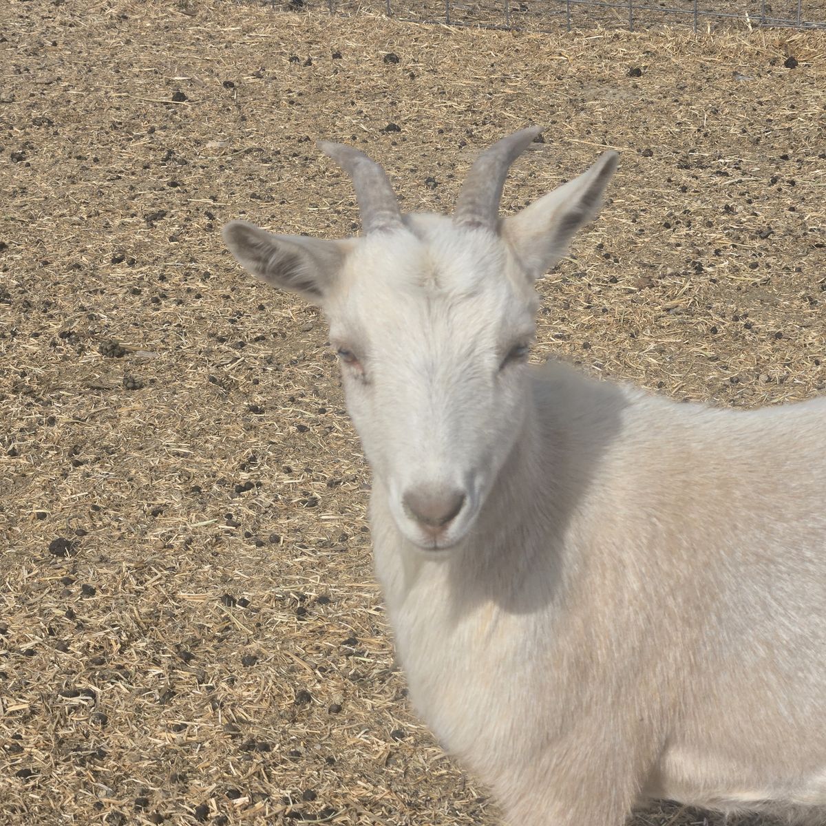 Nigerian Dwarf Doe – Pregnant & Ready for a New Home