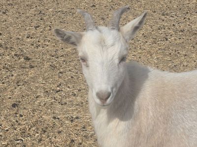 Nigerian Dwarf Doe – Pregnant & Ready for a New Home
