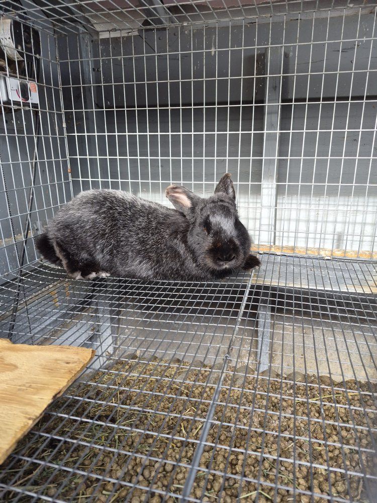 silver fox rabbits