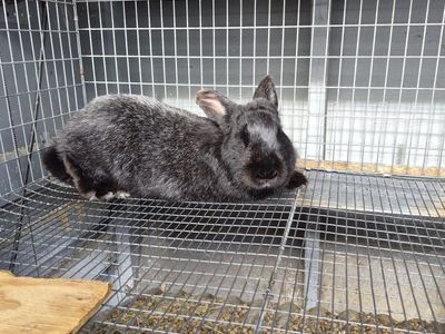 silver fox rabbits
