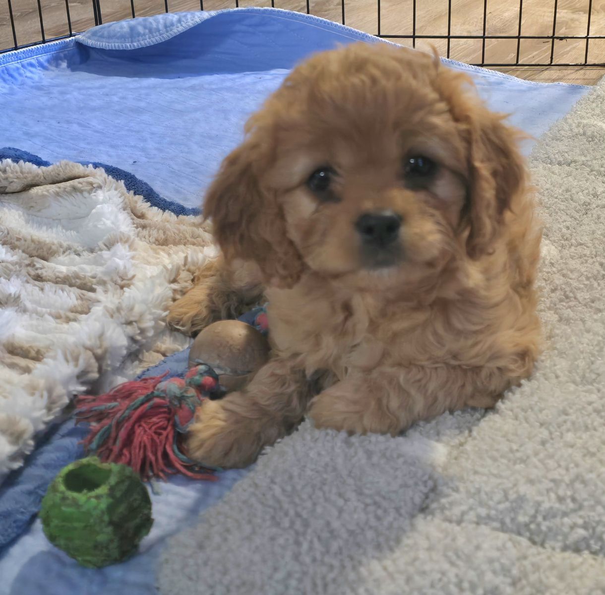 F1 Cavapoo Puppies