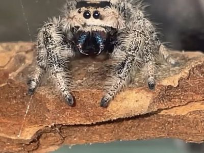 Regal and Apache jumping spider slings!