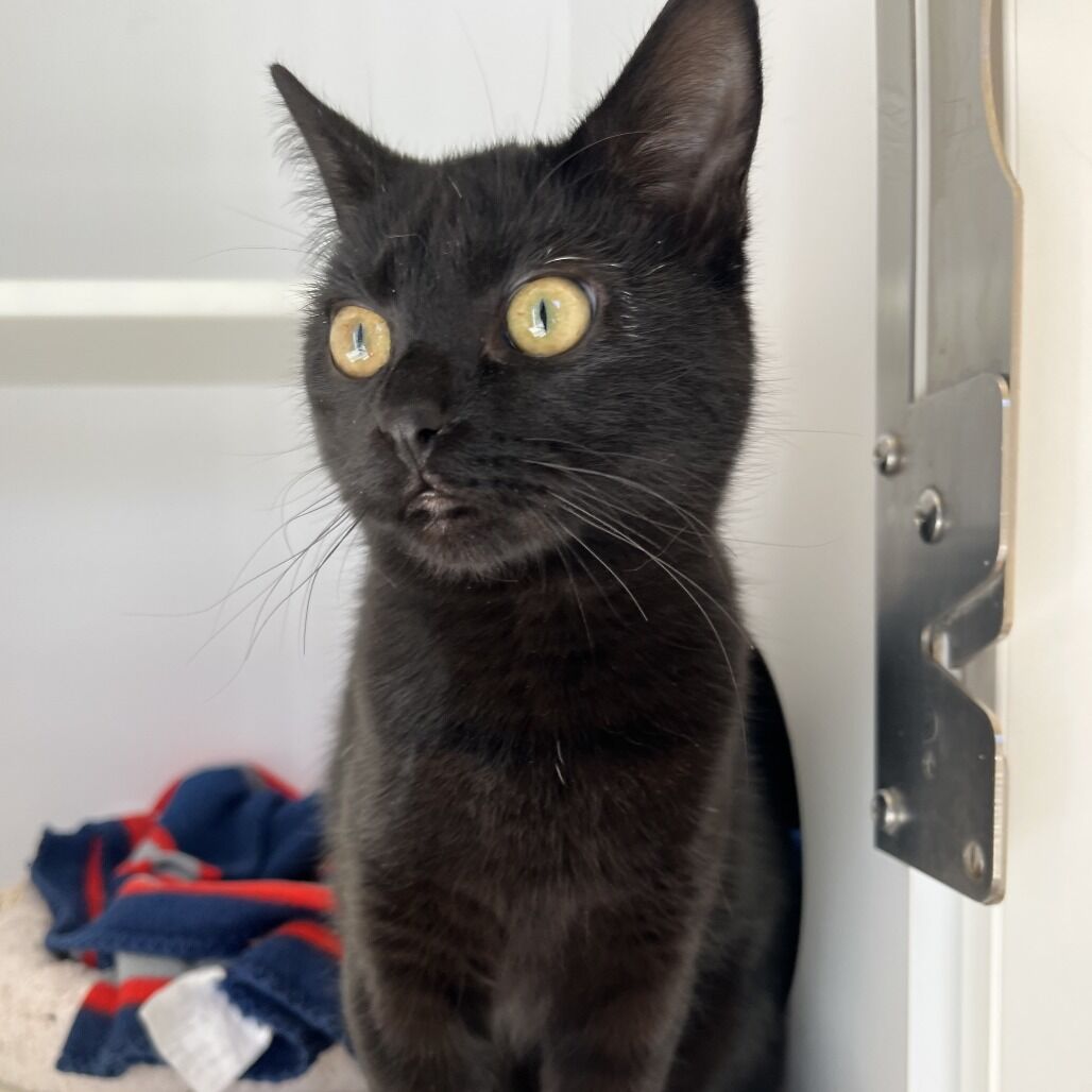 Hello my name is Ditto