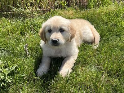 AKC Golden Retriever