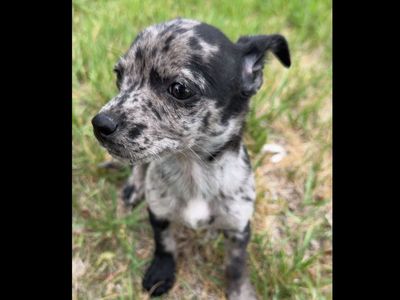 Female Chihuahua puppy