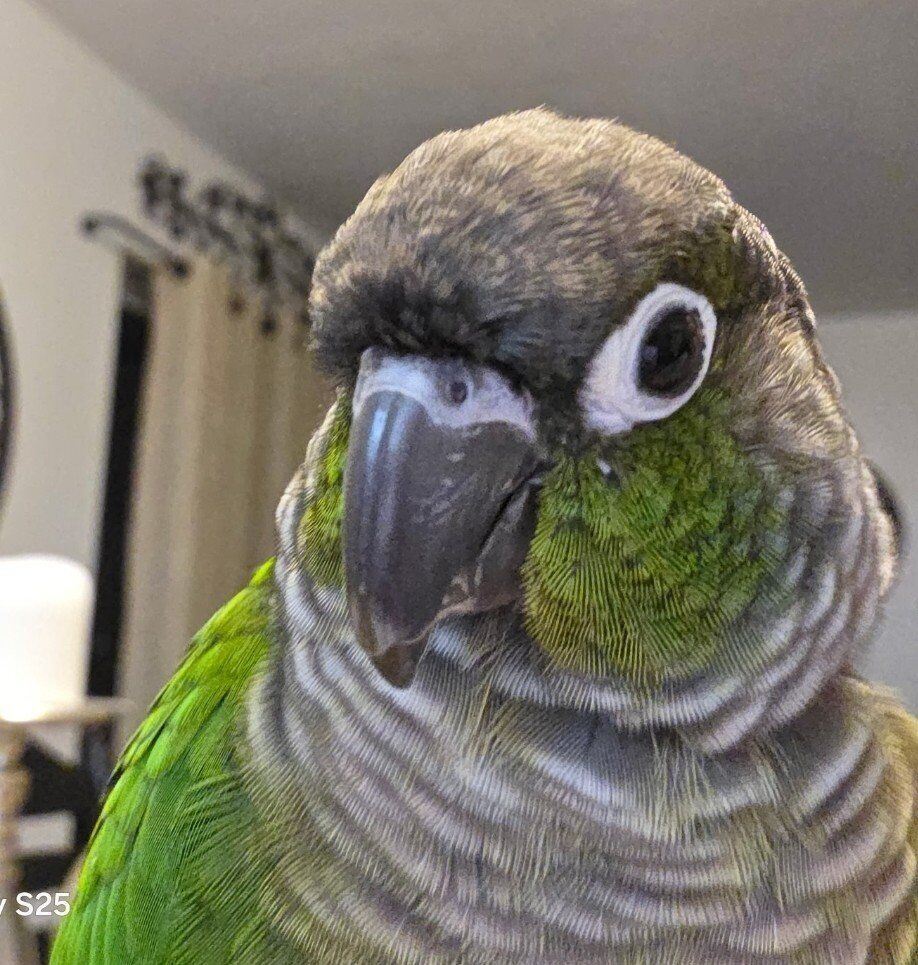 Green Cheeked Conure