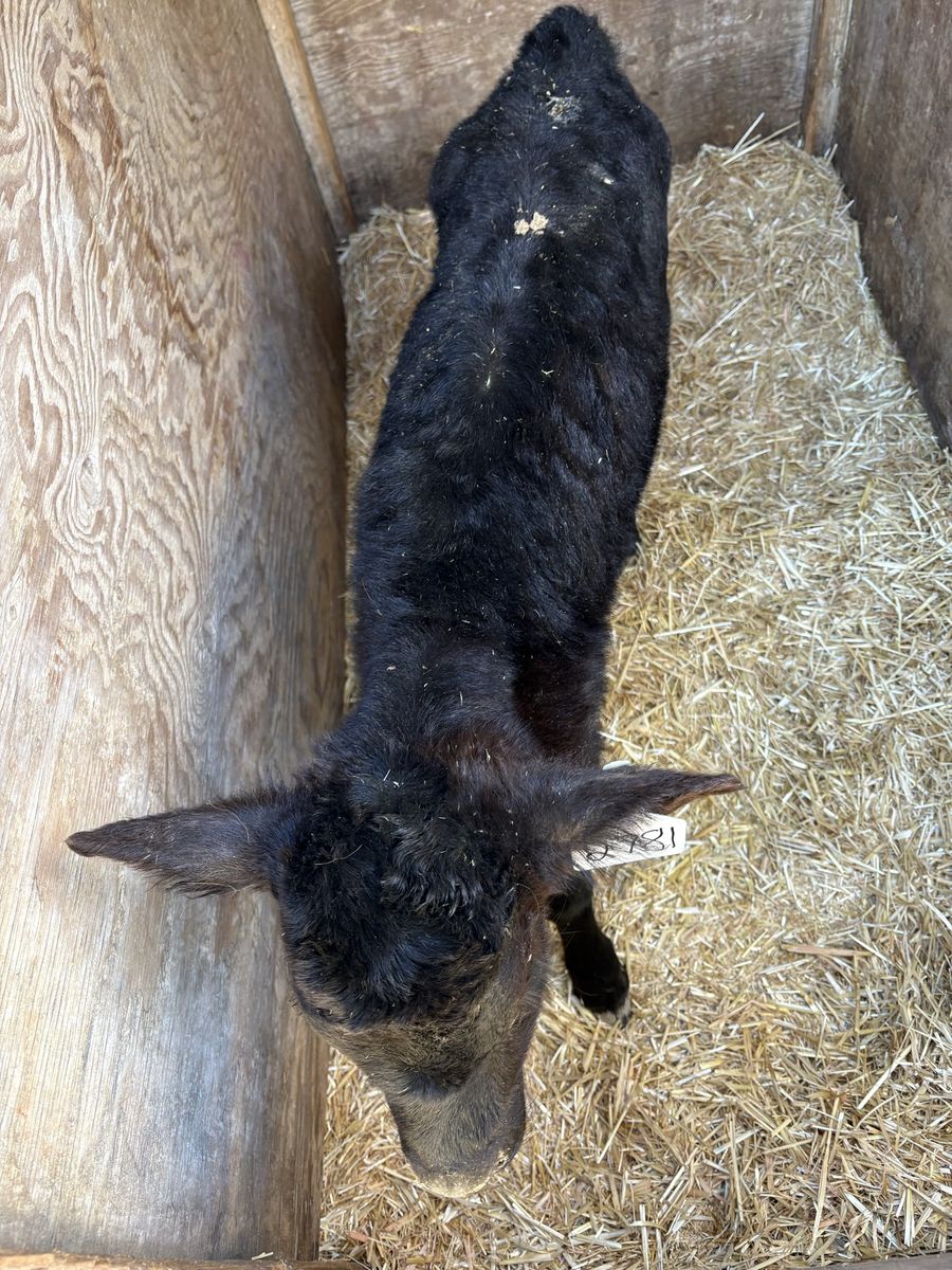 Angus and angus crosses some holsteins